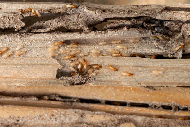 Best Residential Pest Control  in Rosemont, PA